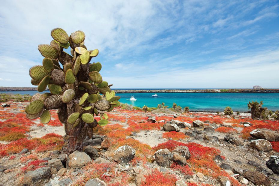 Galapagos Cruise - San Cristobal, Plazas Sur, South Plaza Island